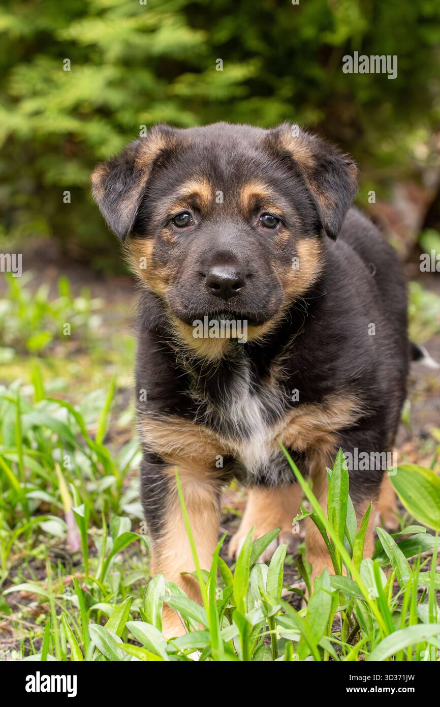 German shepherd mix puppy hi-res stock photography and images - Alamy, image size:866x1390