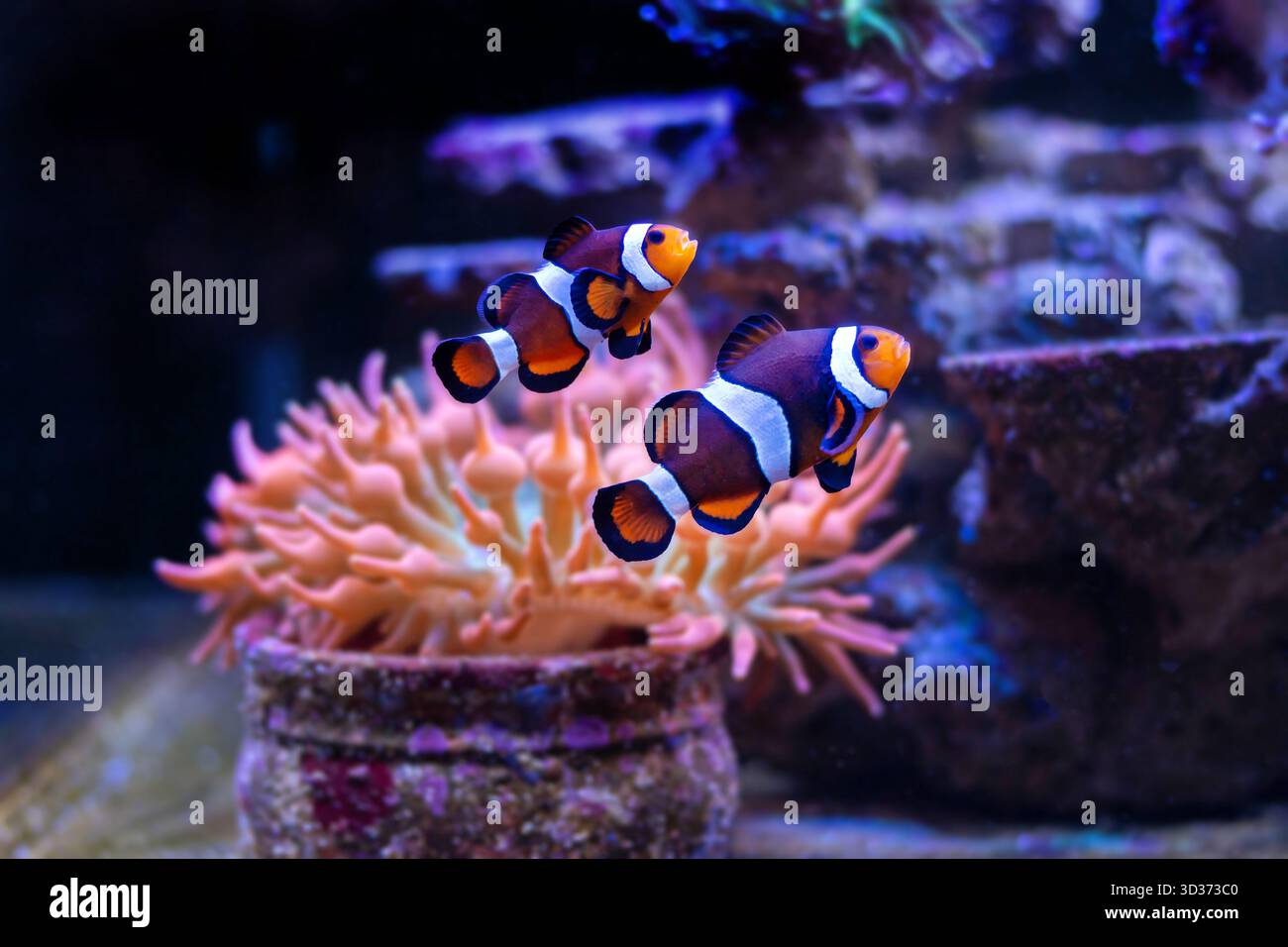 True Percula Clownfish or Orange Clownfish (Amphiprion percula) is one ...