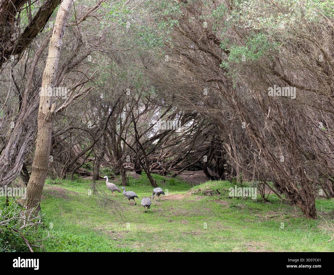 Swan Lake, Phillip Island - Smartphone Captured Stock Image