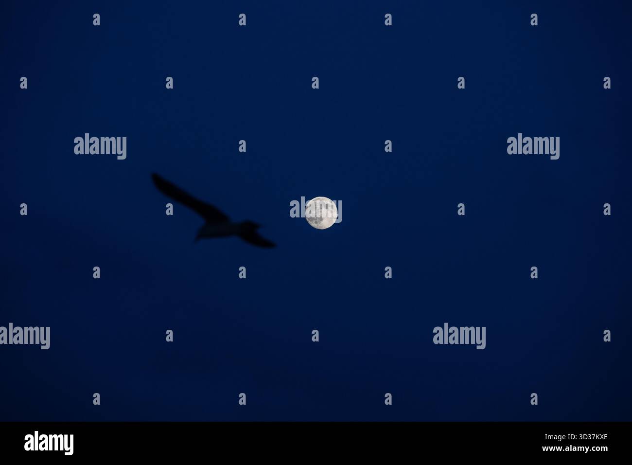 Istanbul, Turkey. 04th Nov, 2025. A full moon and a seagull seen in the sky in Istanbul. Credit: SOPA Images Limited/Alamy Live News Stock Photo