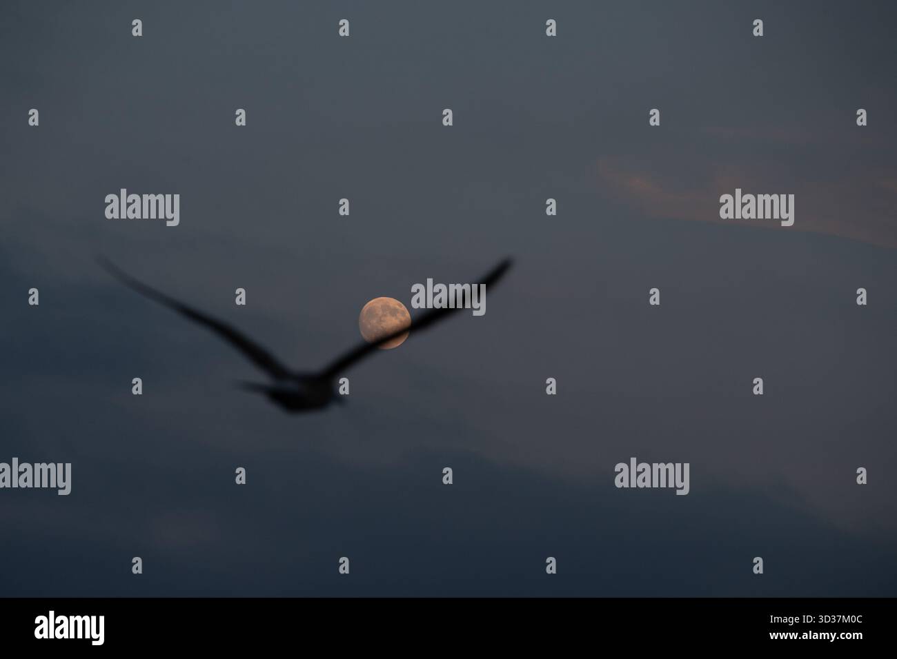 Istanbul, Turkey. 04th Nov, 2025. A full moon and a seagull are seen in the sky in Istanbul. Credit: SOPA Images Limited/Alamy Live News Stock Photo