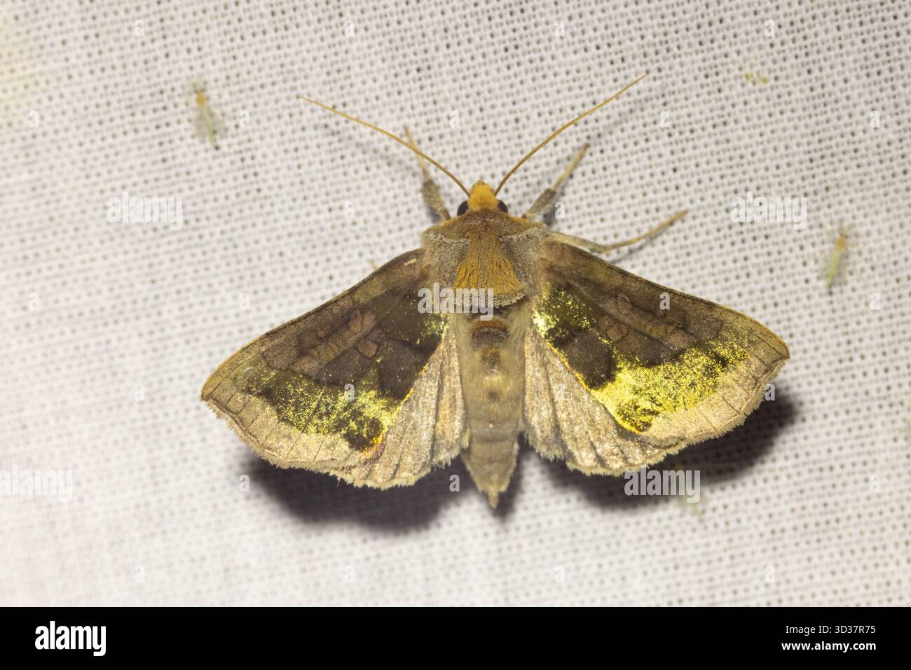Diachrysia chrysitis, Burnished Brass, Le Vert-Doré, Messingeule Stock Photo