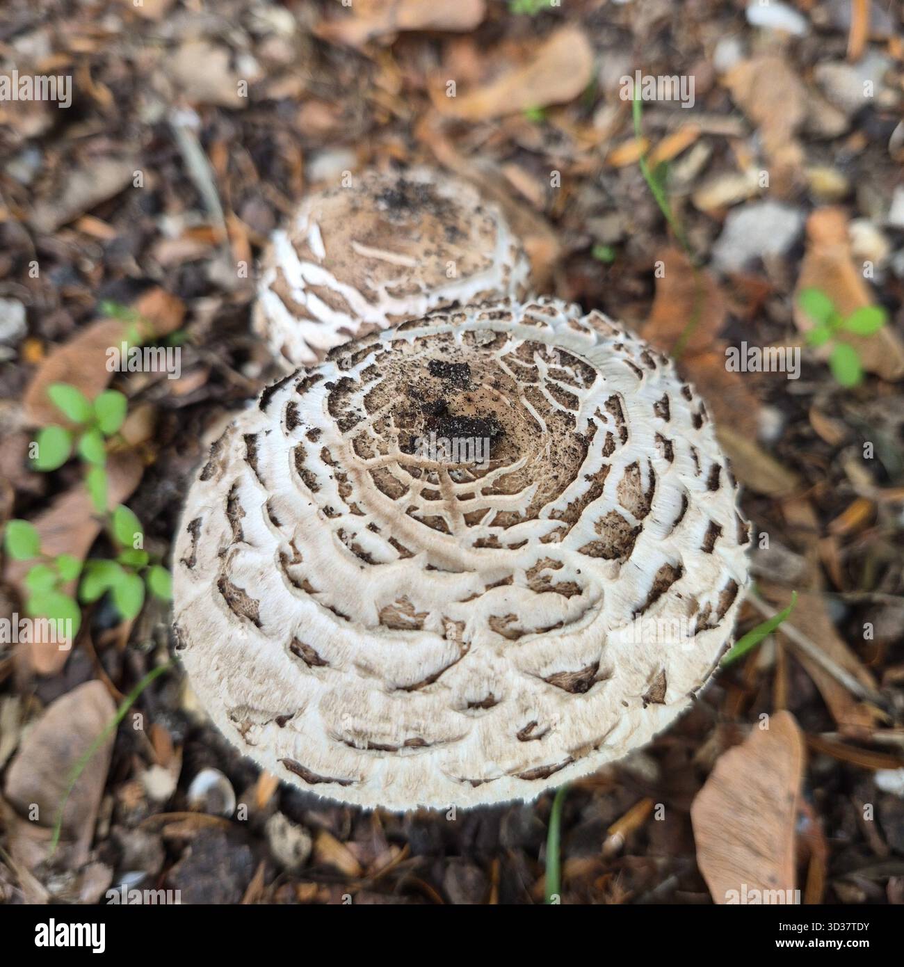 Close-up of 2 chlorophyllum molybites mushrooms in the park leafy floor. - Smartphone Captured Stock Image