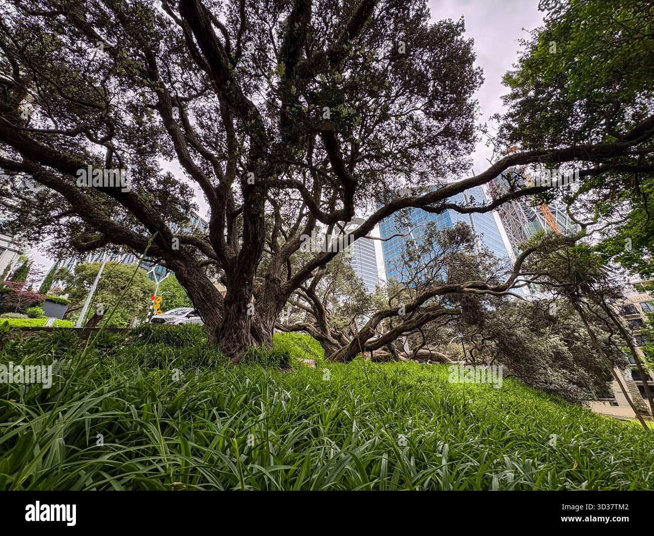 Tree growing sideways hi-res stock photography and images - Alamy