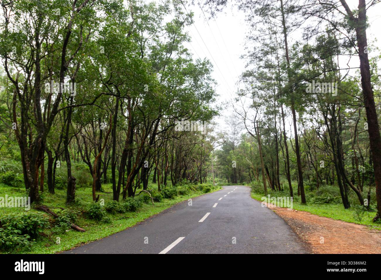 Canopy journey hi-res stock photography and images - Alamy