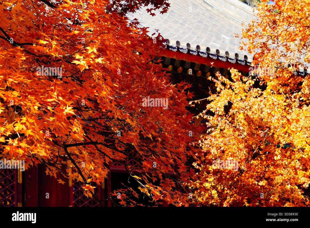 Red leaves enter the best viewing season at Xiangshan Park in Beijing ...