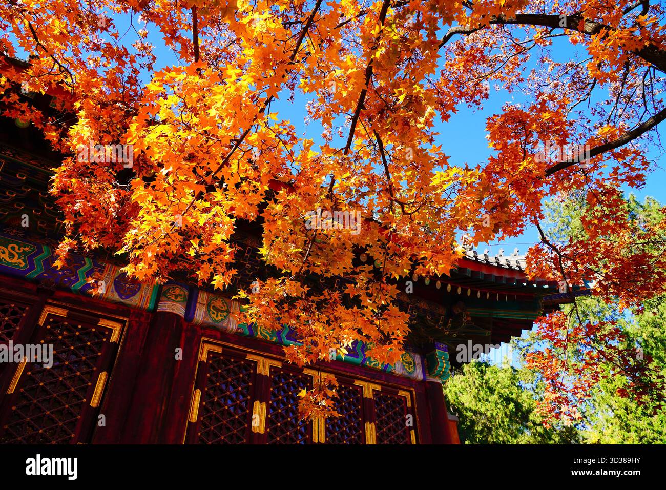 Red leaves enter the best viewing season at Xiangshan Park in Beijing ...
