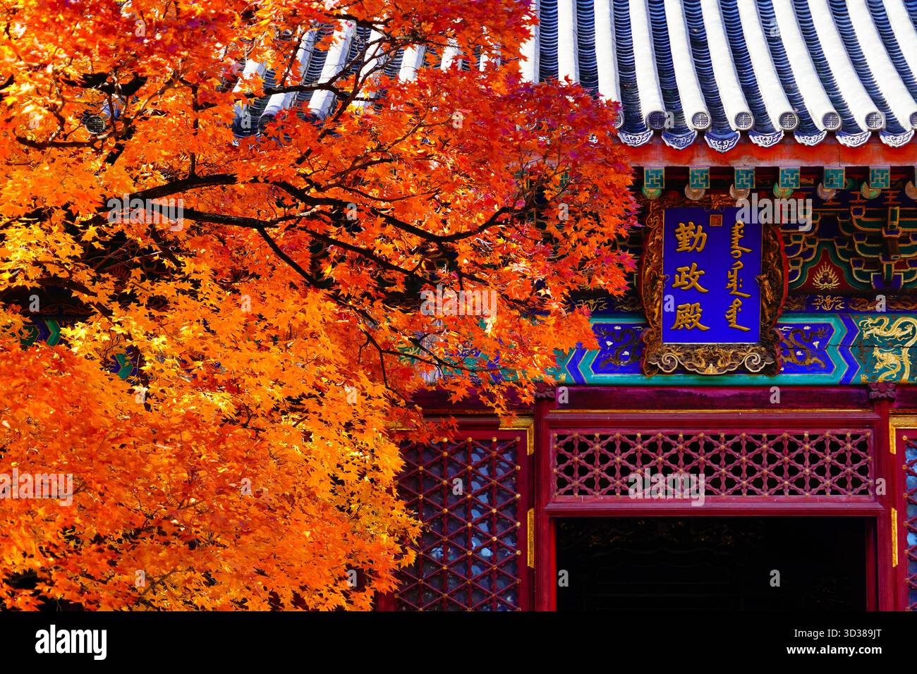Red leaves enter the best viewing season at Xiangshan Park in Beijing ...