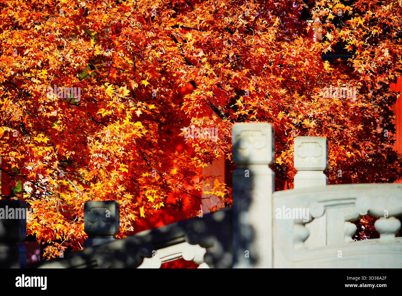 Red leaves enter the best viewing season at Xiangshan Park in Beijing ...