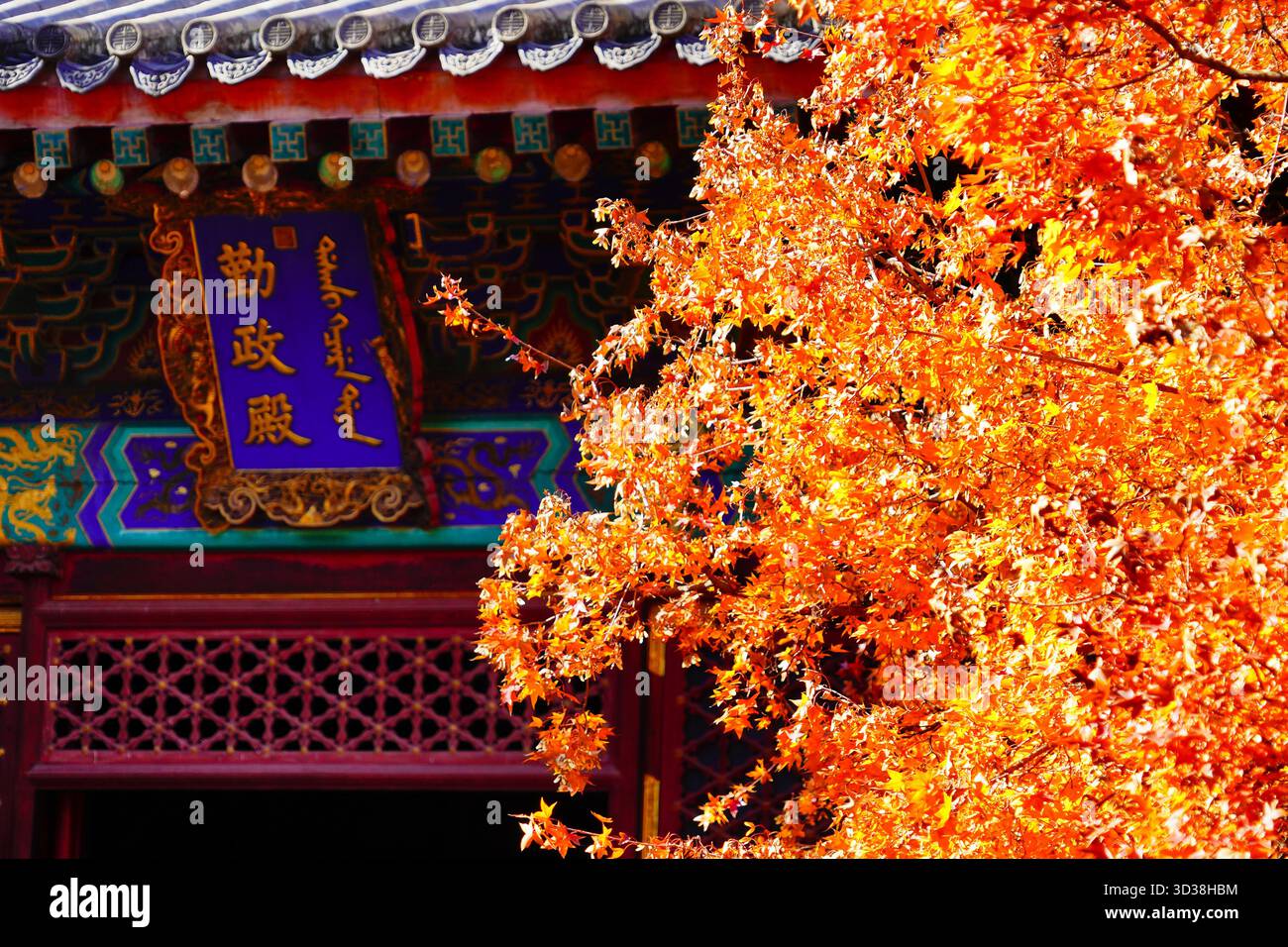 Red leaves enter the best viewing season at Xiangshan Park in Beijing ...