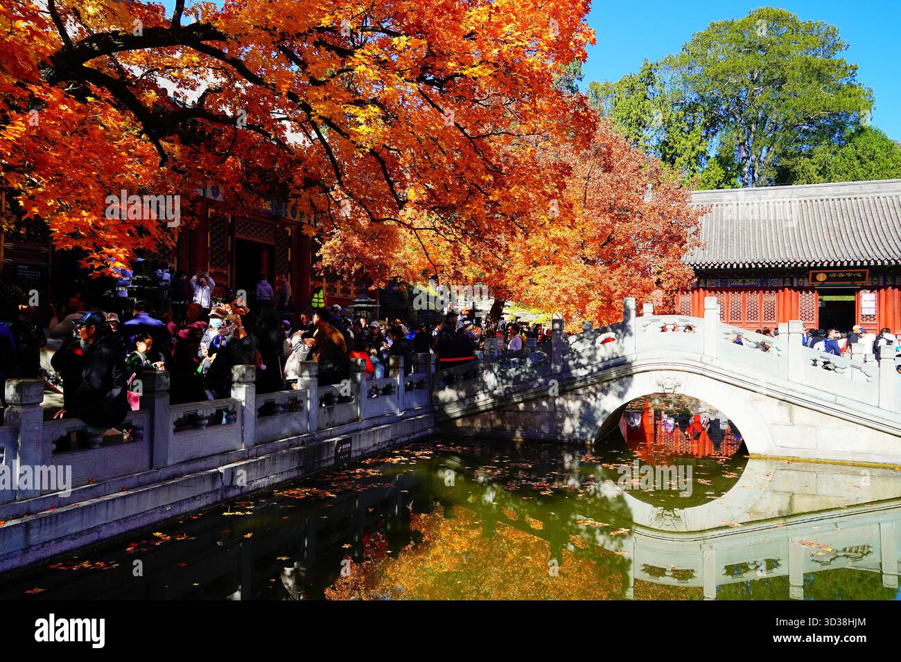 Red leaves enter the best viewing season at Xiangshan Park in Beijing ...