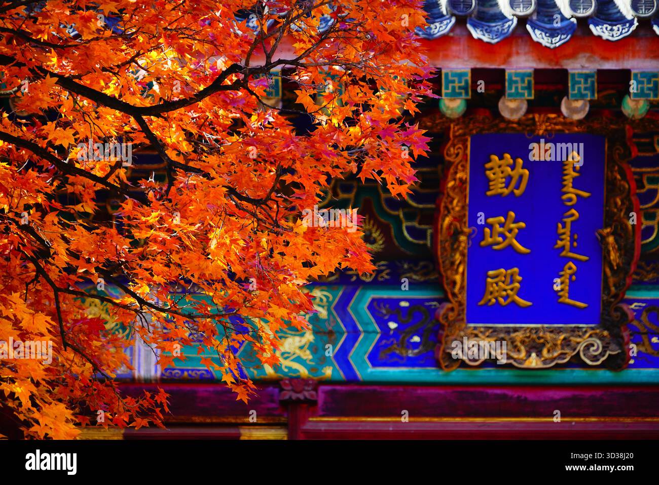 Red leaves enter the best viewing season at Xiangshan Park in Beijing ...