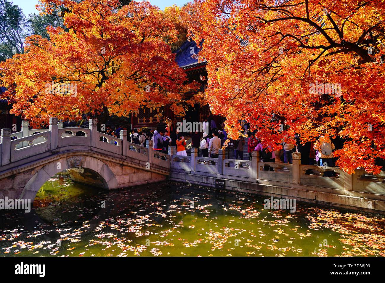 Red leaves enter the best viewing season at Xiangshan Park in Beijing ...