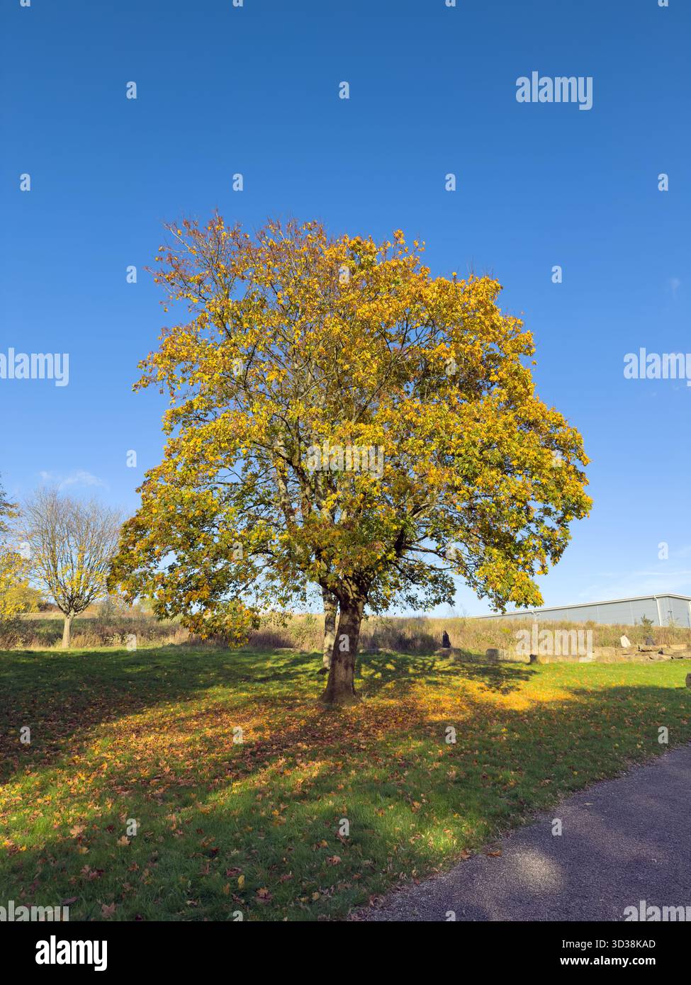Autumn scene in Tawd Valley Park in Skelmersdale,West Lancashire,UK October 2025 - Smartphone Captured Stock Image