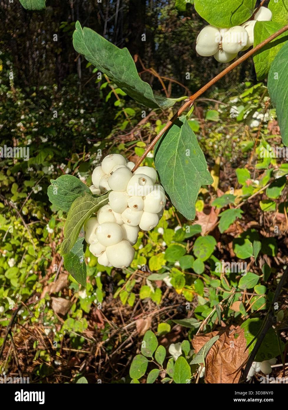 Eremina A.A. - Smartphone Captured Stock Image