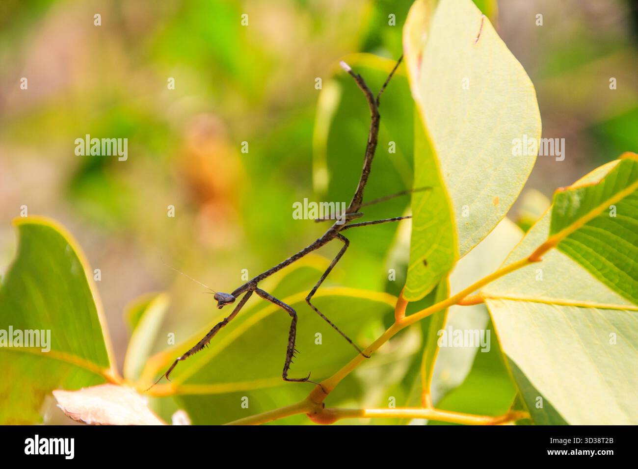Macro Image of an Stick Insect Stock Photo