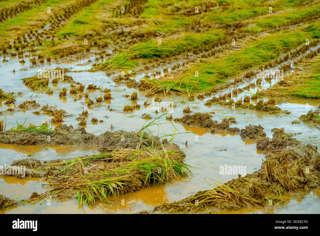 The rice fields after the rice harvest in Korea Stock Photo - Alamy