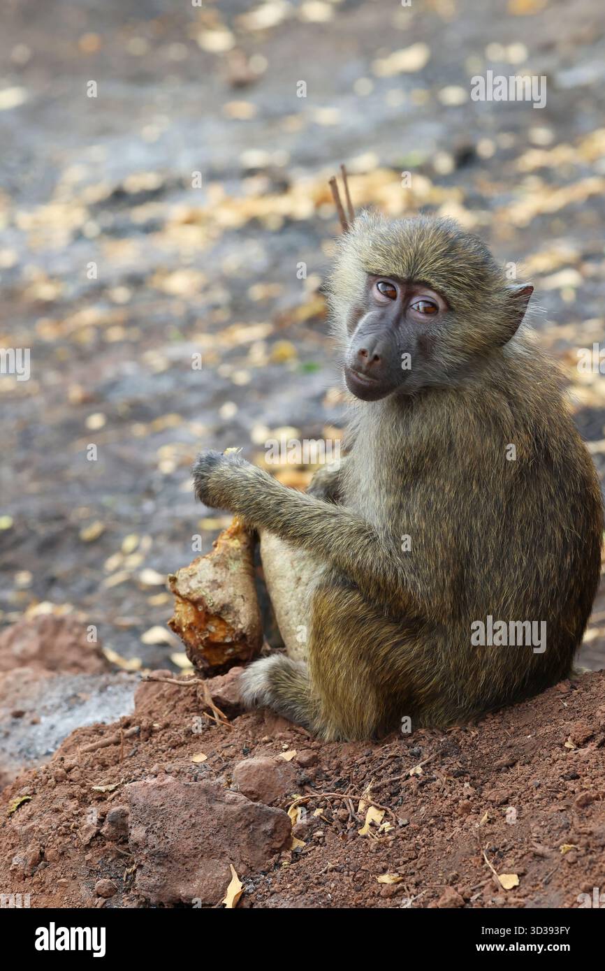 Young baboon in Tarangire national park. Stock Photo