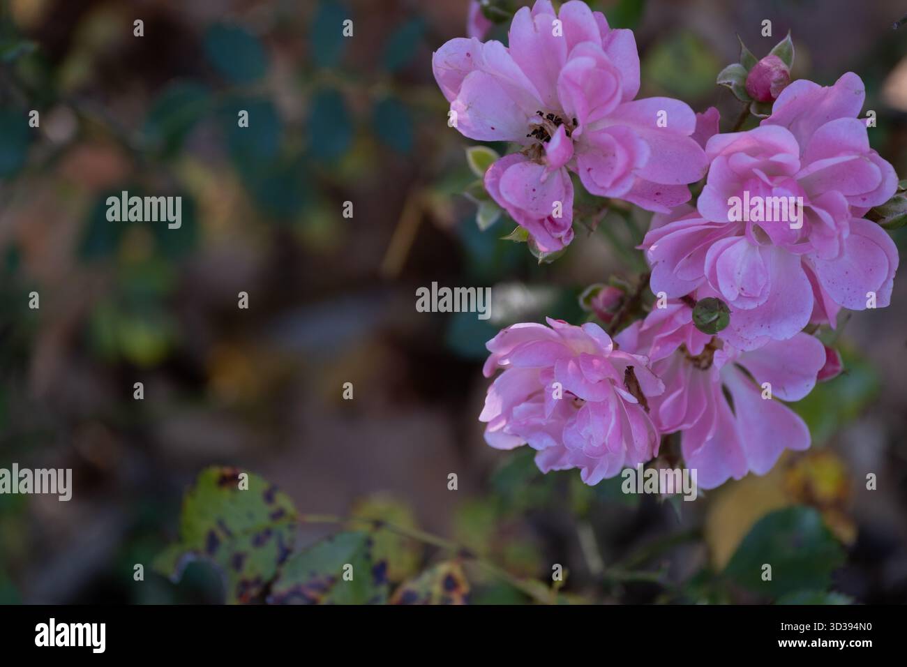 Close-up of pink roses in an autumn garden, with visible fungal leaf ...