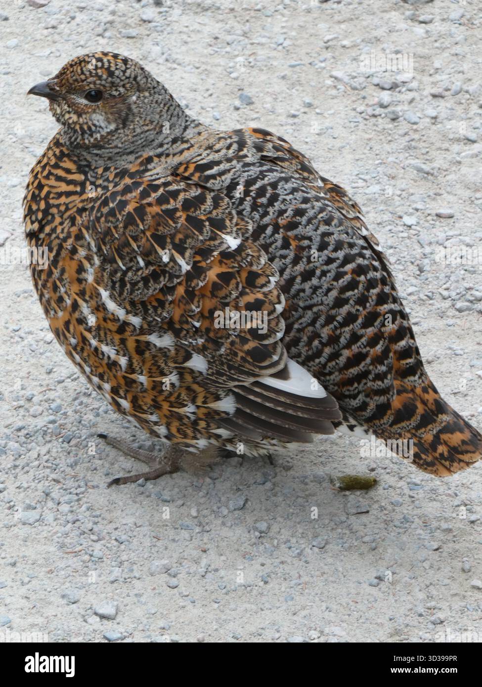 A spruce grouse, also known as a 