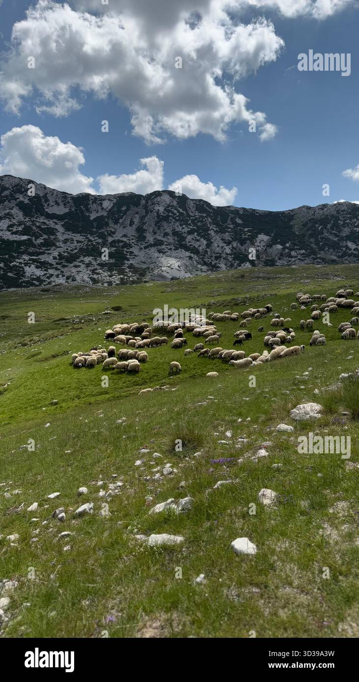 A mountain meadow filled with grazing sheep under clear daylight, surrounded by scenic hills and natural landscape. - Smartphone Captured Stock Image