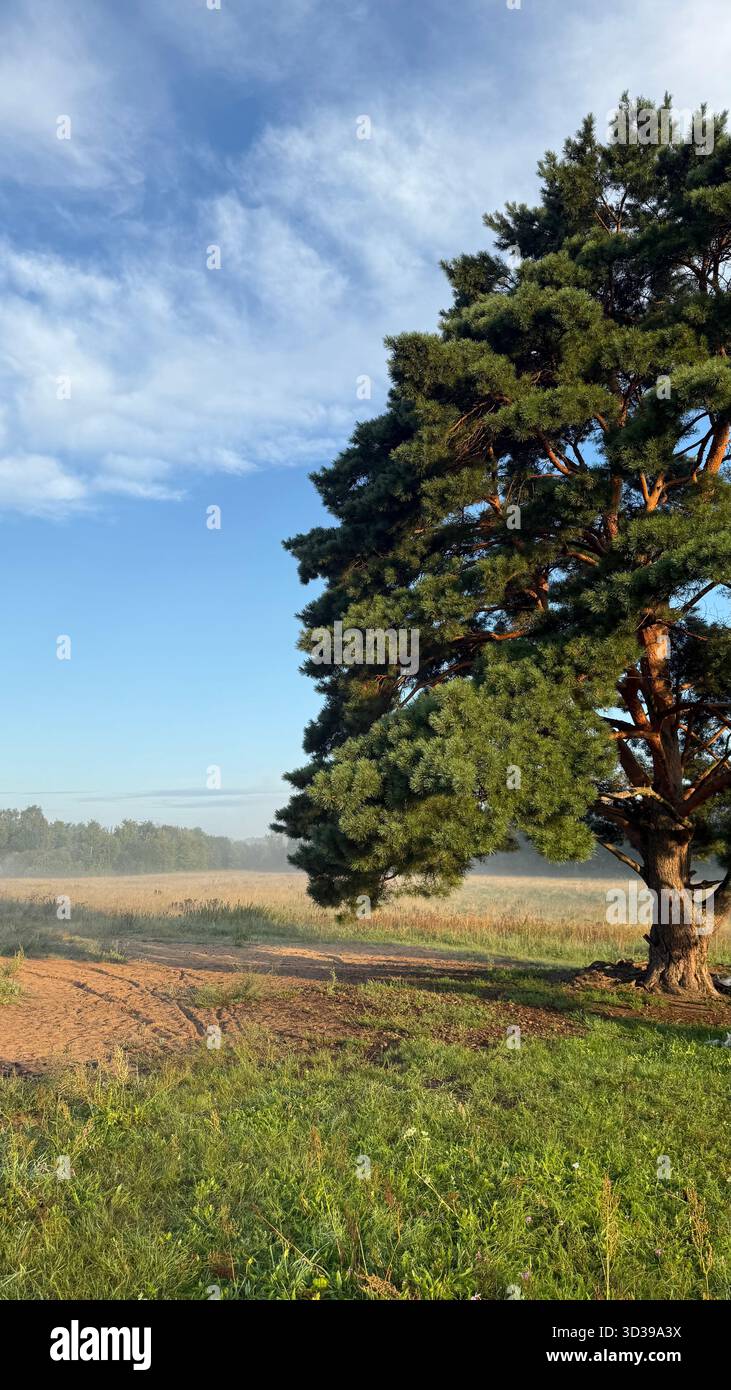 Lone pine tree standing in a sunny meadow with morning mist and a bright blue sky above. - Smartphone Captured Stock Image