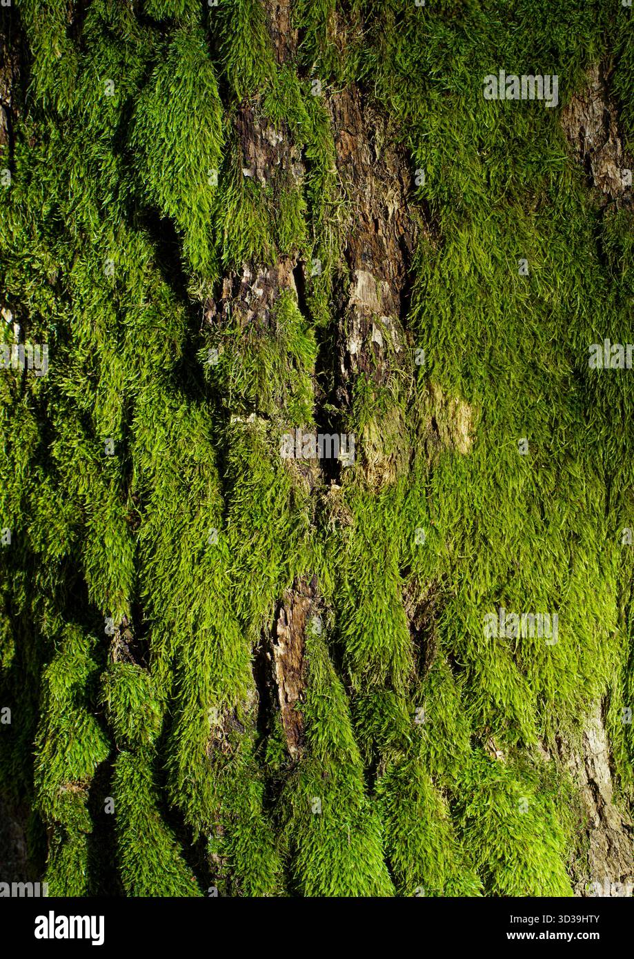 Green moss on a tree trunk, organic natural texture Stock Photo