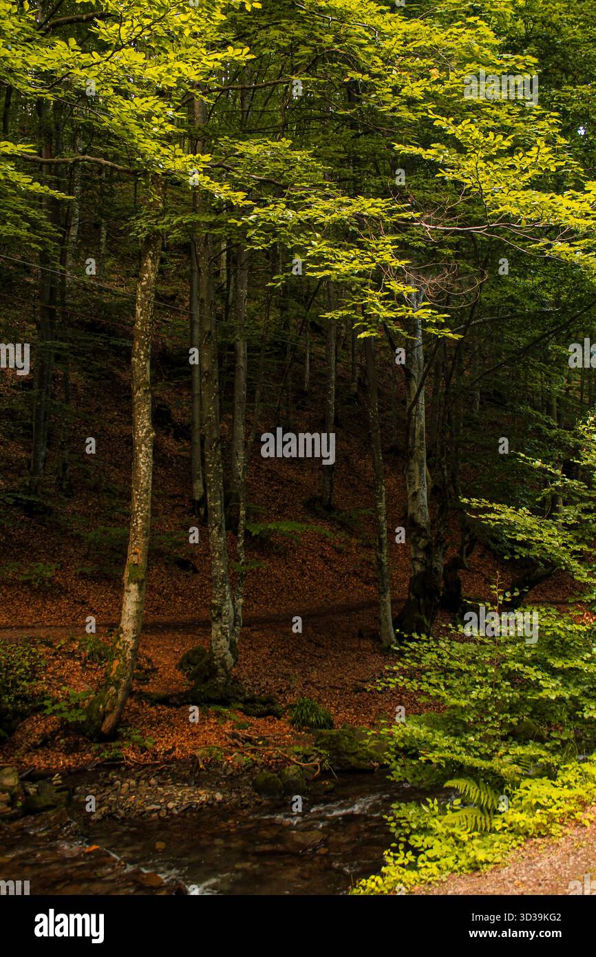Diverse flora and fauna hi-res stock photography and images - Alamy