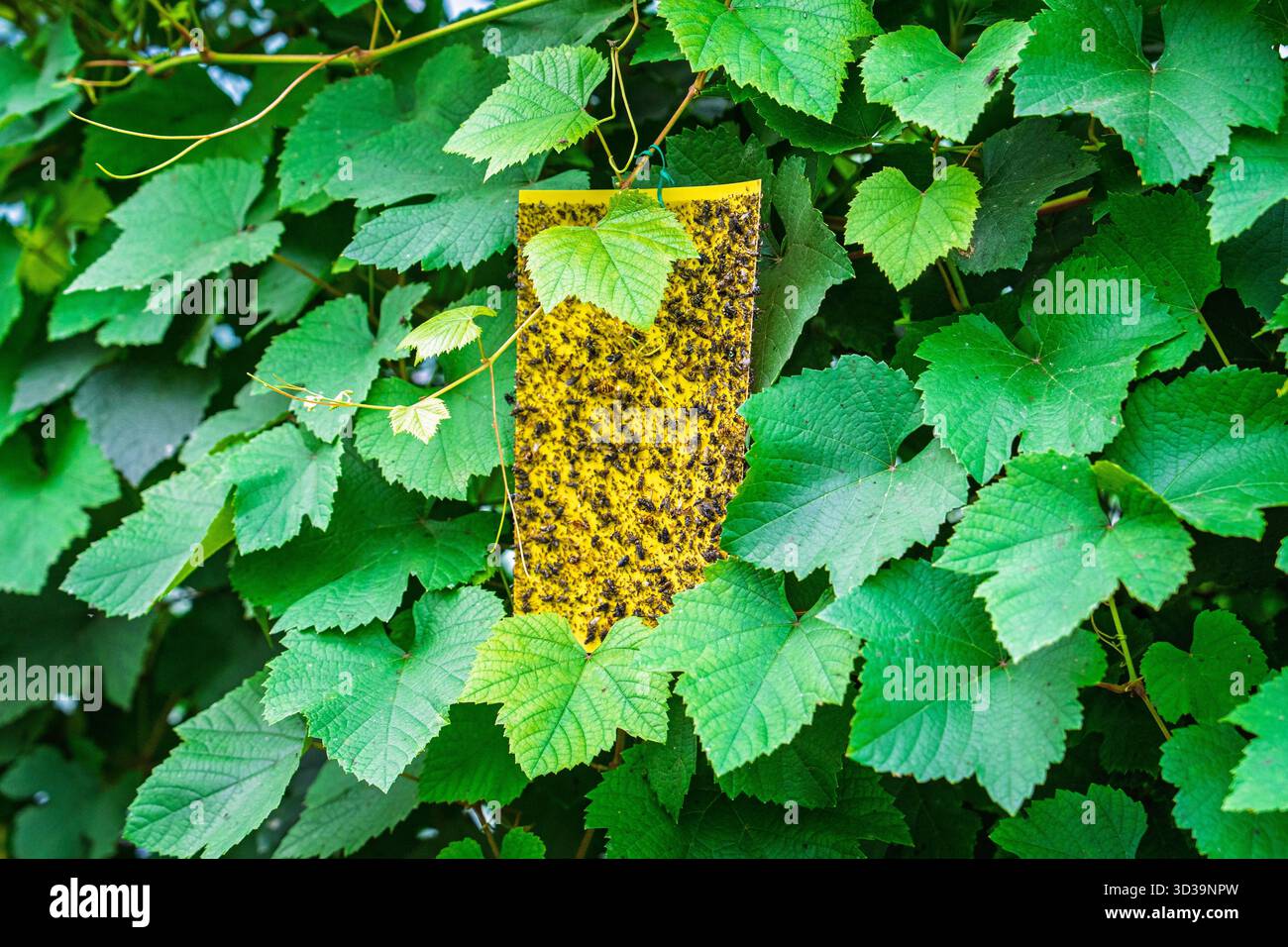 Plant with yellow green sticky leaves hi-res stock photography and images -  Alamy