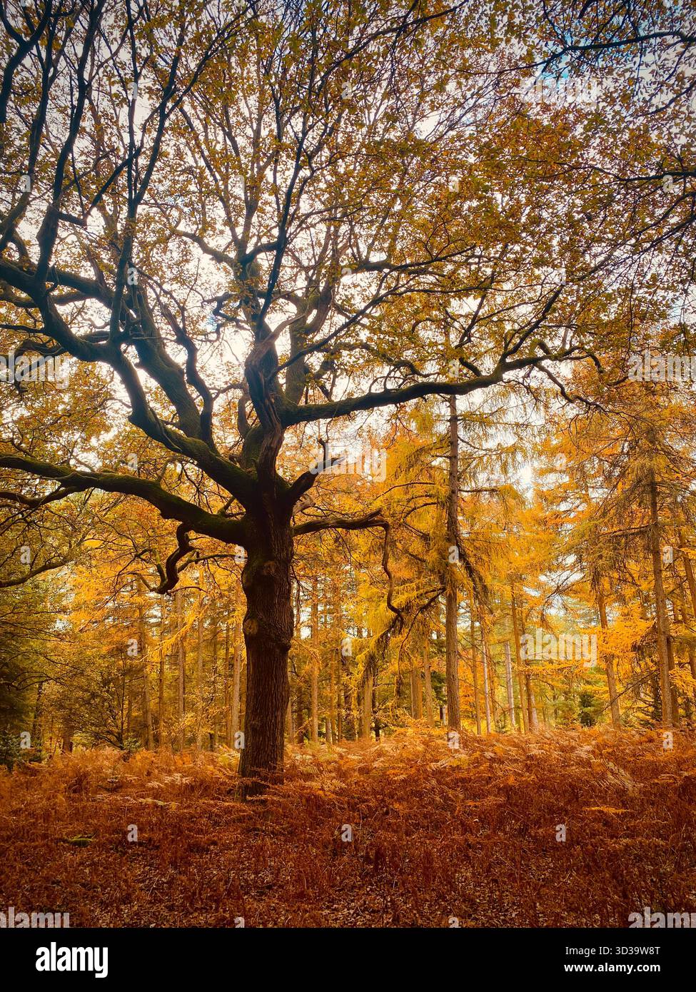 Autumn trees, Nov 2025 an Oak tree surrounded by Beech trees with Bracken around the base West Sussex autumn - Smartphone Captured Stock Image