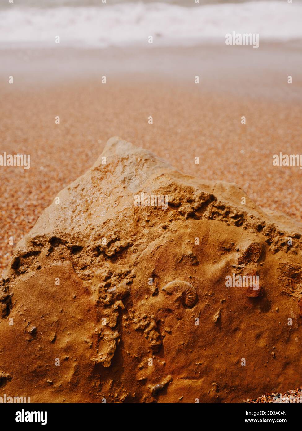 Revealed fossils in the Bridport Sand Formation yellow sea weathered sandstone cliffs at Burton Bradstock on the Jurassic Coast Dorset England UK Stock Photo