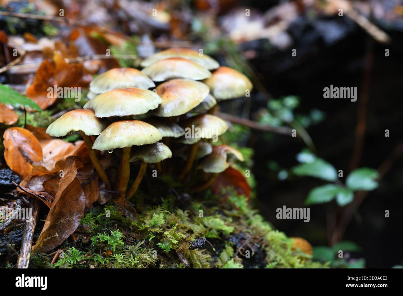 Mushrooms in the rain Stock Photo
