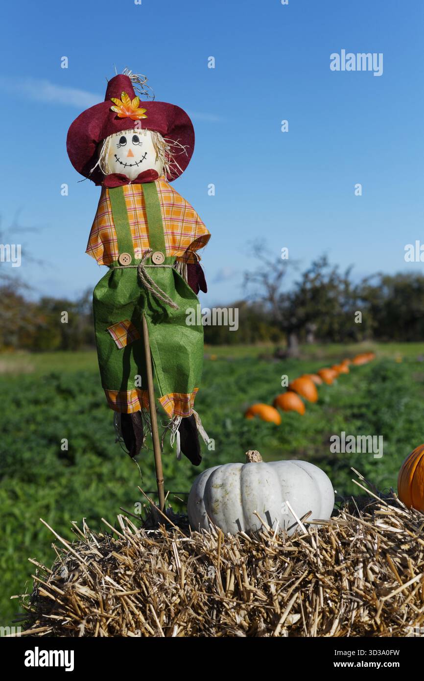 Pumpkin farm Stock Photo