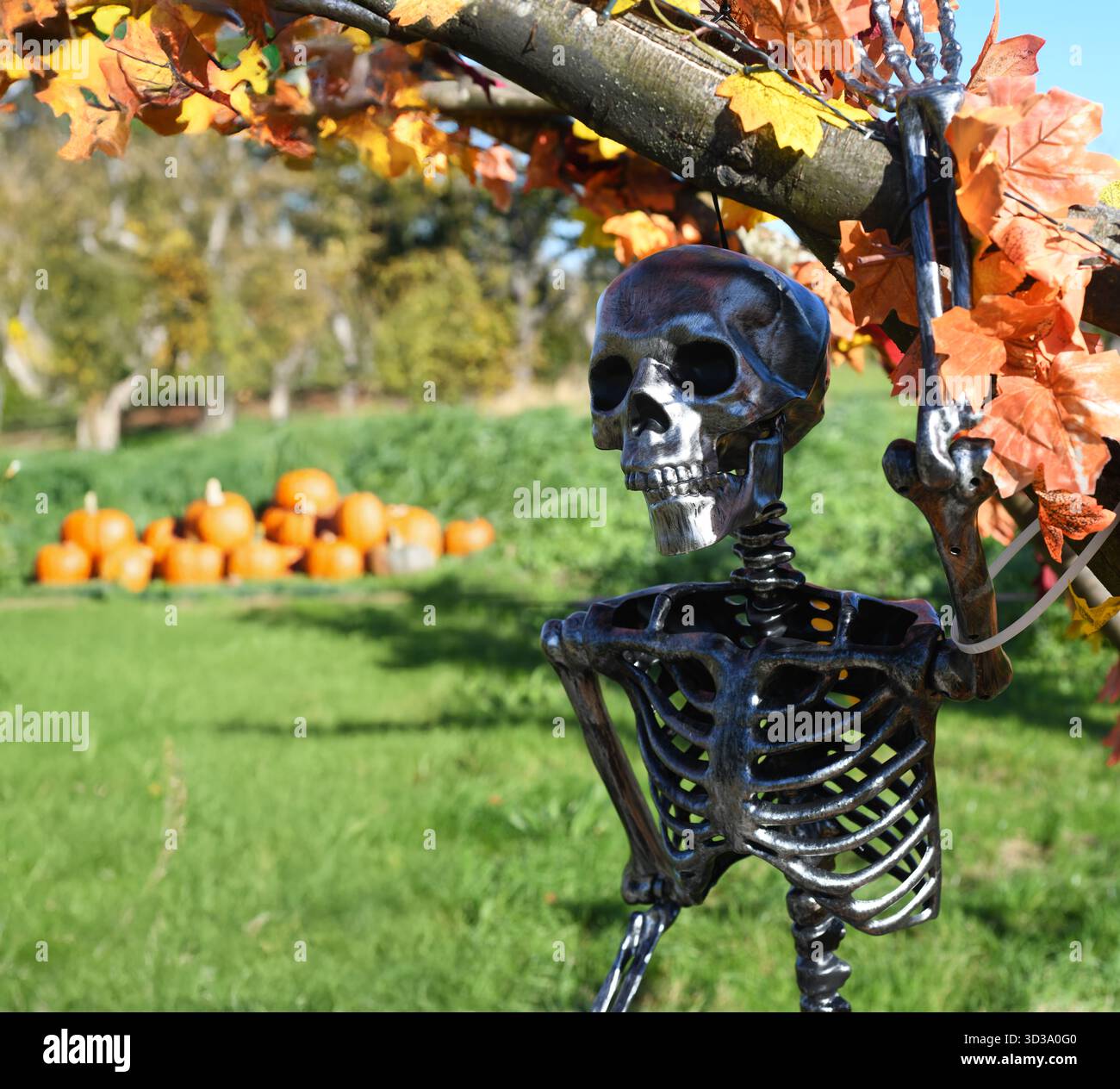 Pumpkin farm Stock Photo