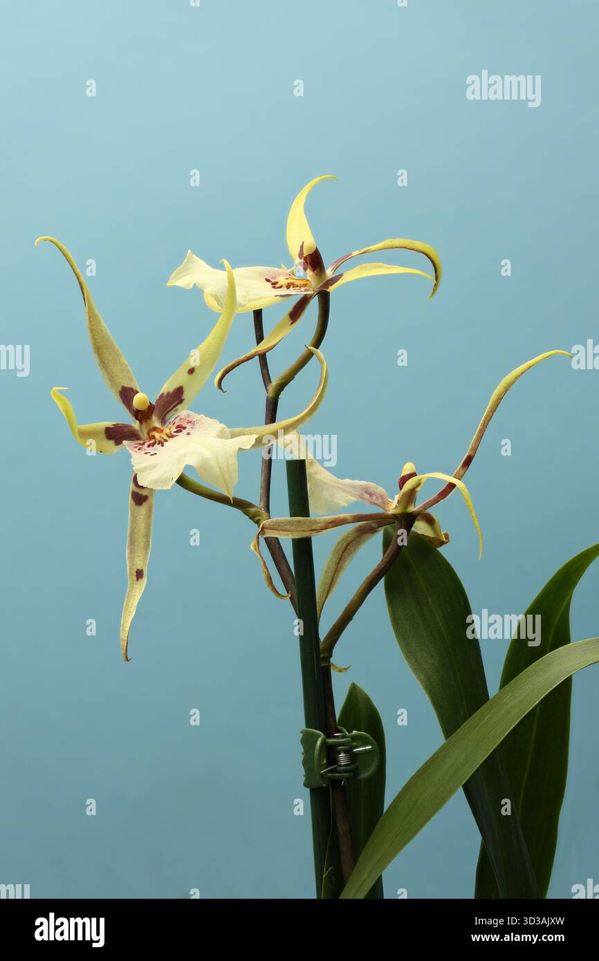 Blooming spider orchid plant hi-res stock photography and images - Alamy