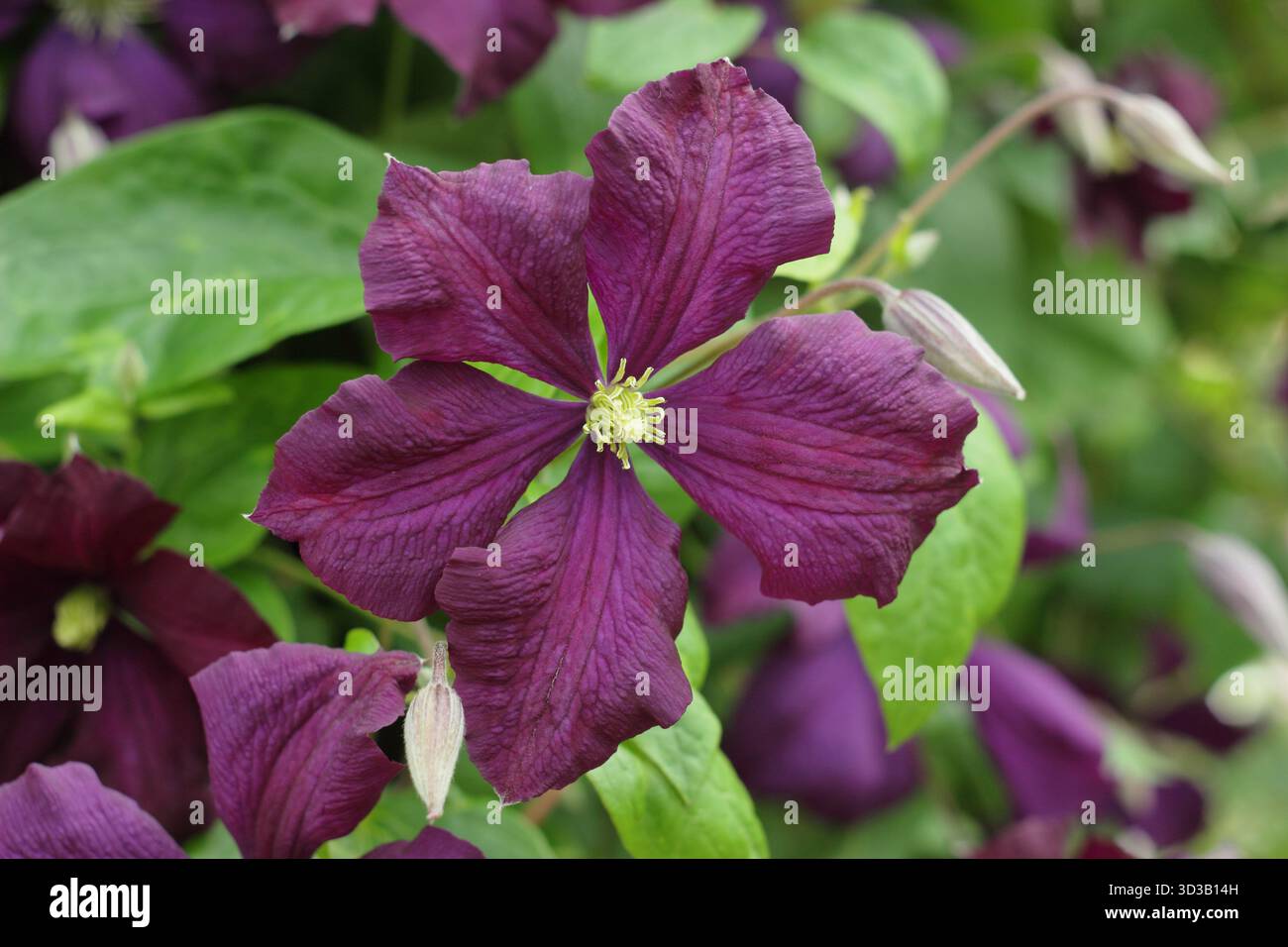 Clematis Etoile Violette, also called Clematis viticella 'Etoile Violette' Clematis Fantasy and Clematis Violet Star. Viticella clematis. Dark purple. Stock Photo