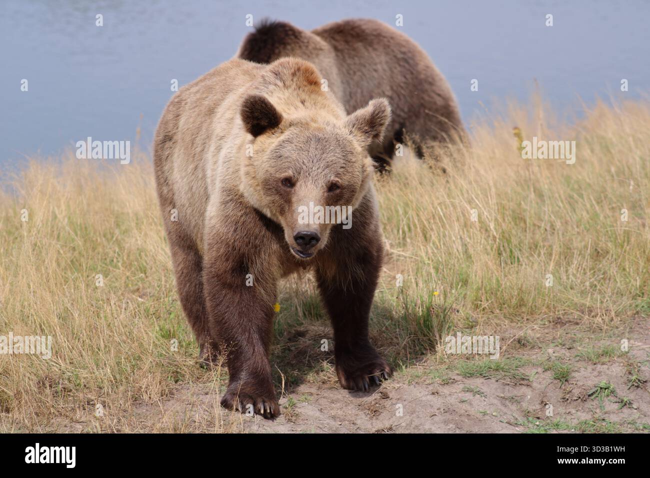 Brown Bear (Ursus arctos) walking downhill. Stock Photo