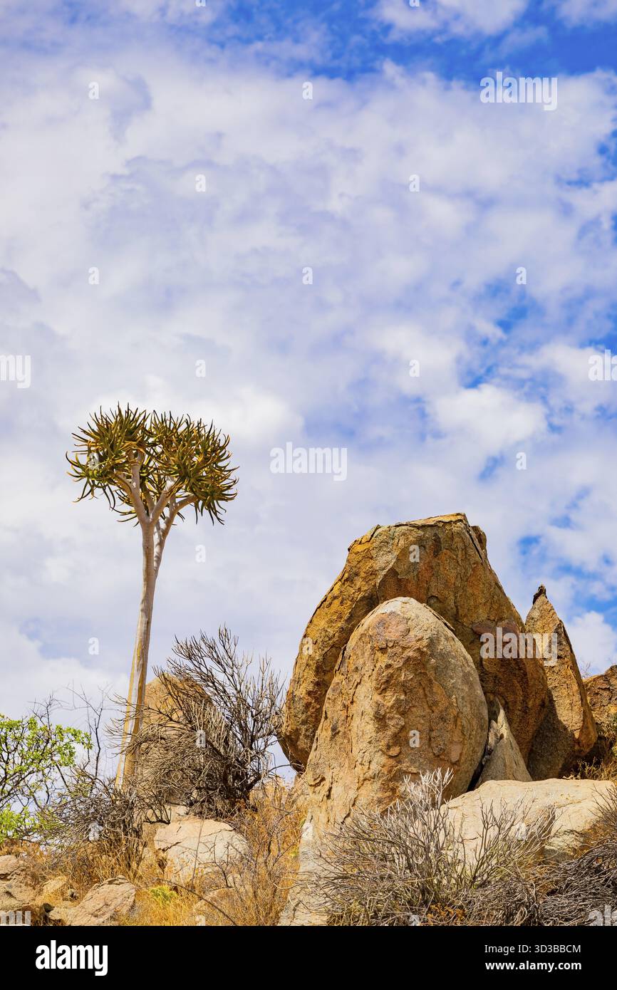 Quiver Tree Succulent In The Richtersveld National Park Arid Area Of quiver-tree-succulent-in-the-richtersveld-national-park-arid-area-of