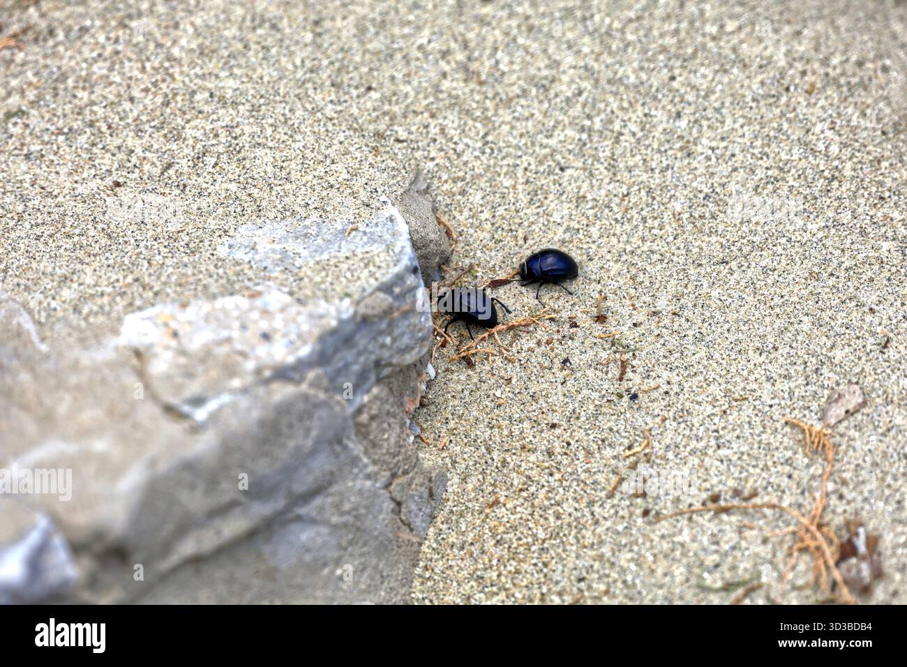 Beach Mini Insects Small black beetles on beach, Tinos island, The Cyclades island group ...