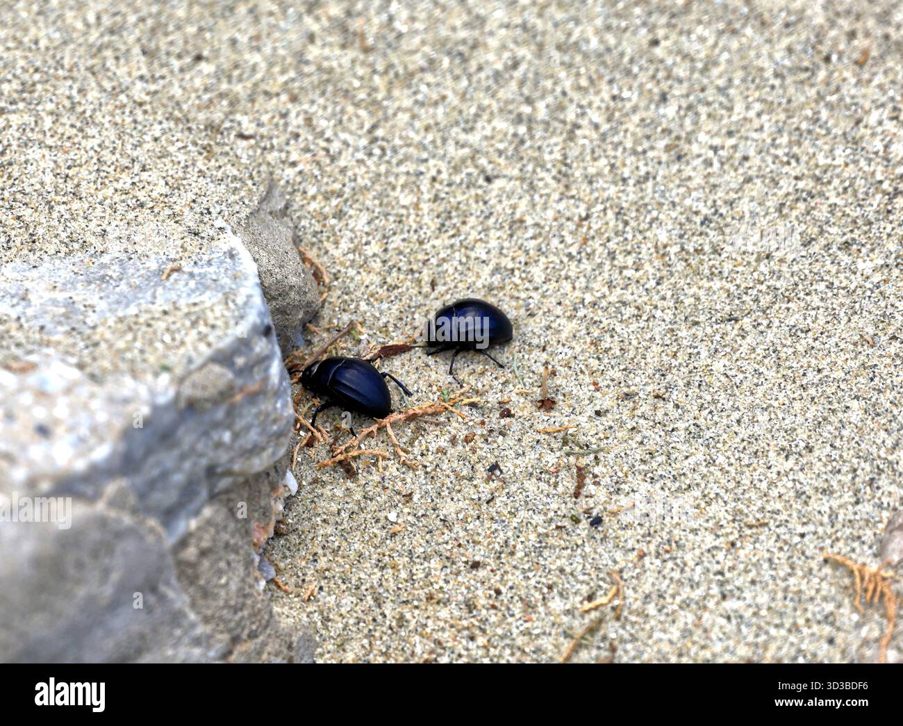 Beach Mini Insects Small black beetles on beach, Tinos island, The Cyclades island group ...