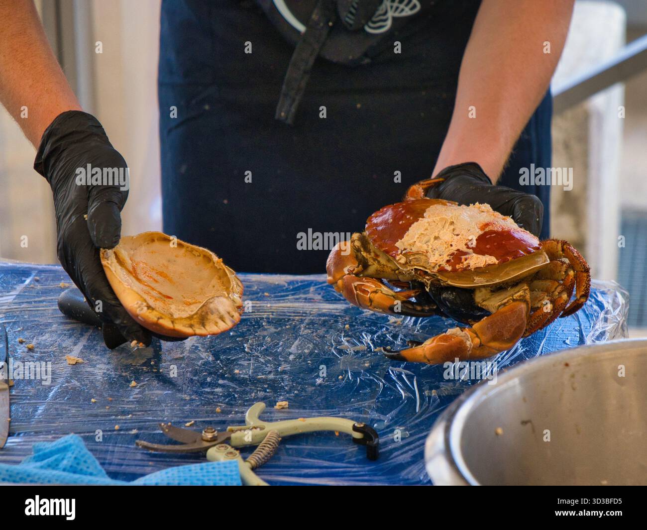 Vannes, France - Sep 30 2025: A chef in black gloves opens a brown crab ...