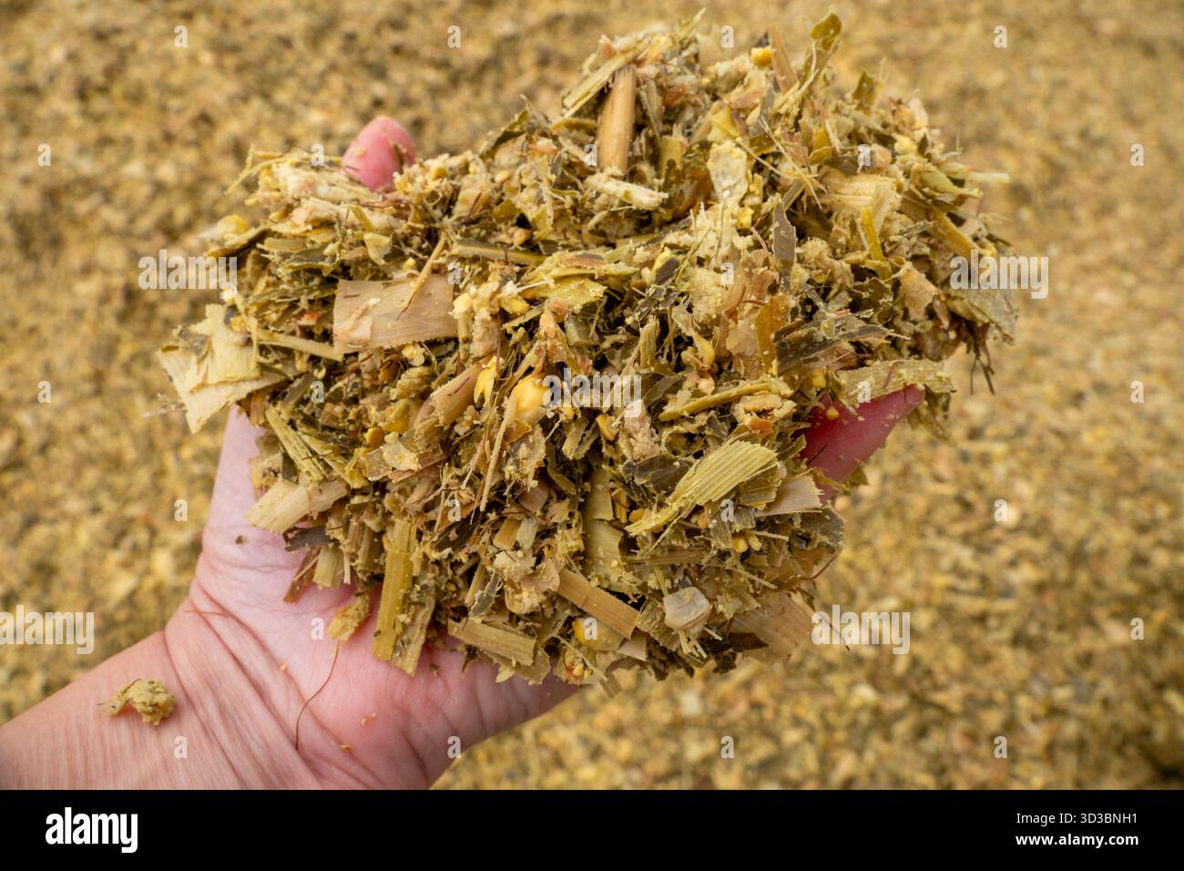 Corn silage for feeding dairy cows Stock Photo - Alamy