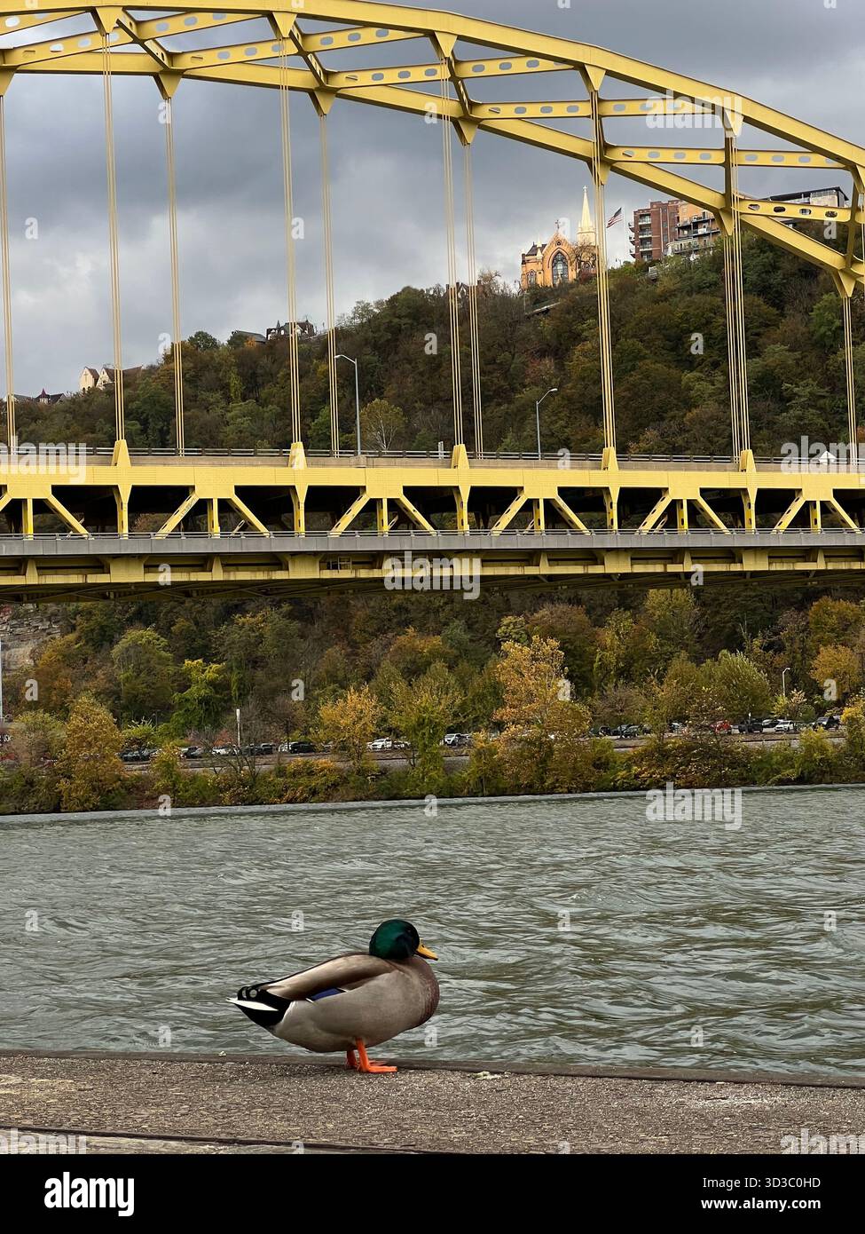 Mallard duck standing by riverbank with yellow steel bridge in Pittsburgh, Pennsylvania - Smartphone Captured Stock Image