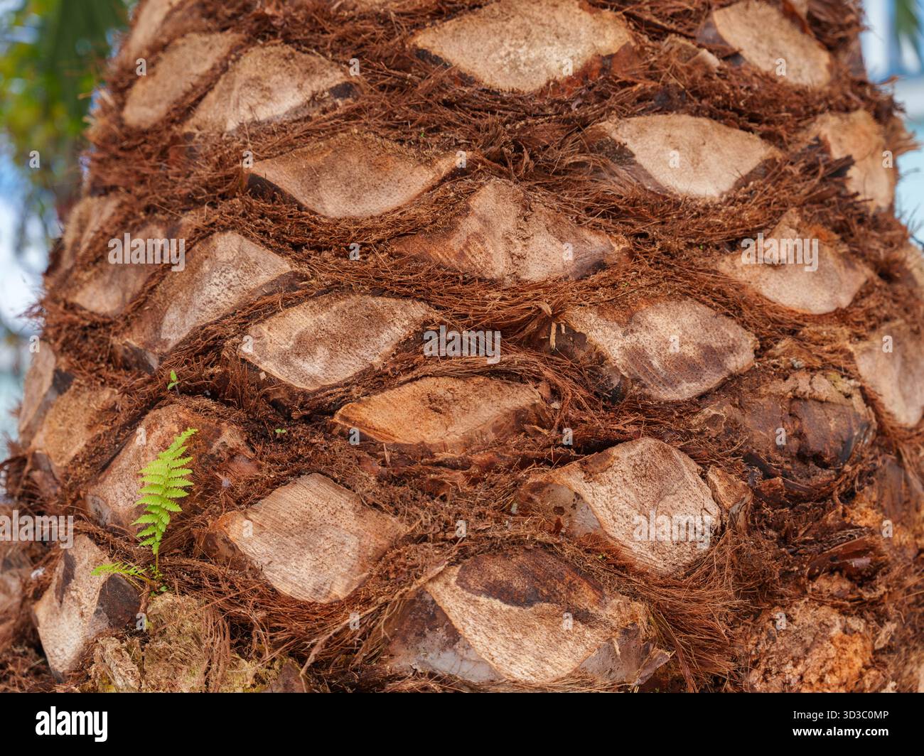 Diamond shaped garden hi-res stock photography and images - Alamy