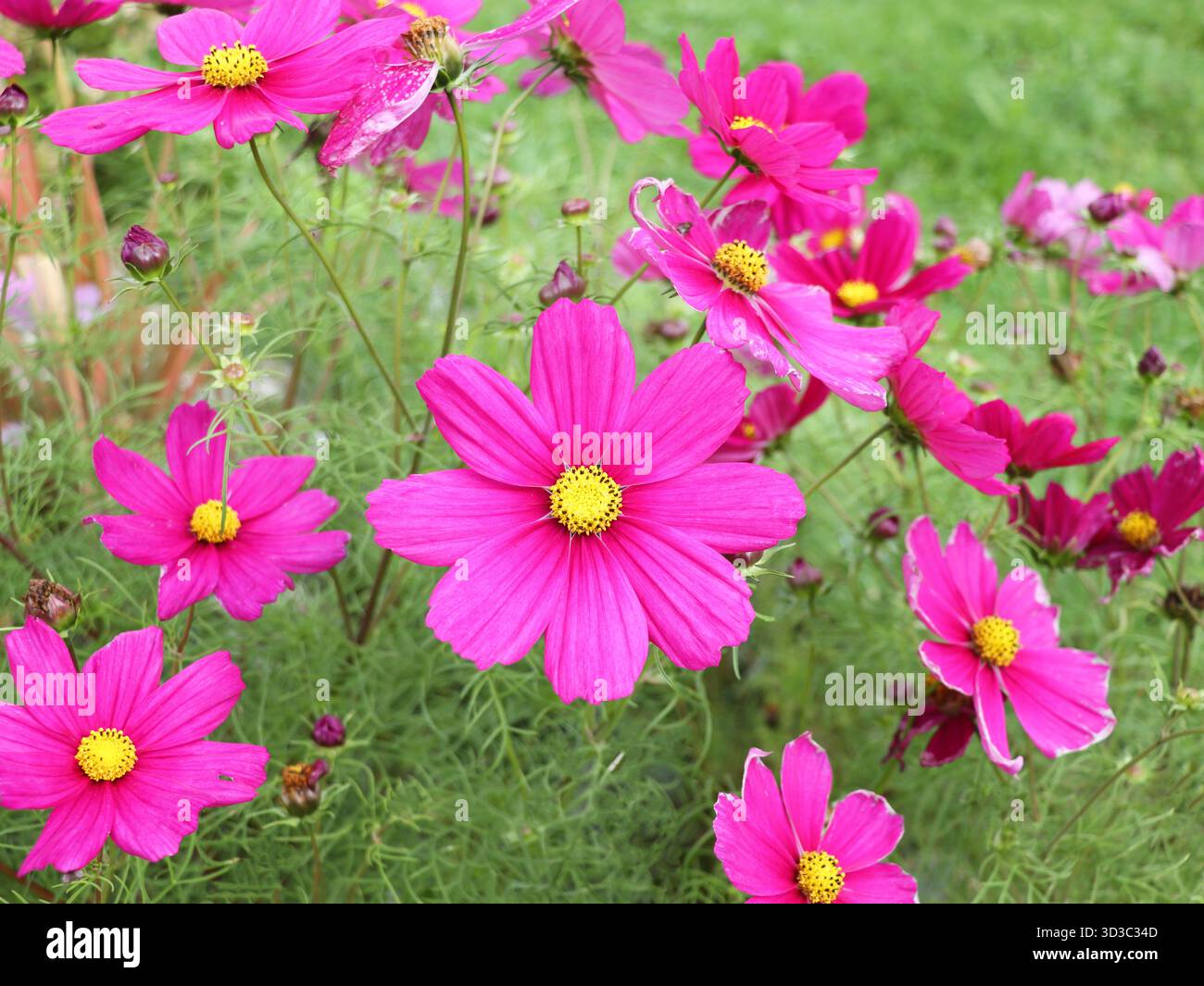 Beautiful cosmos flower sunrise hi-res stock photography and images - Alamy