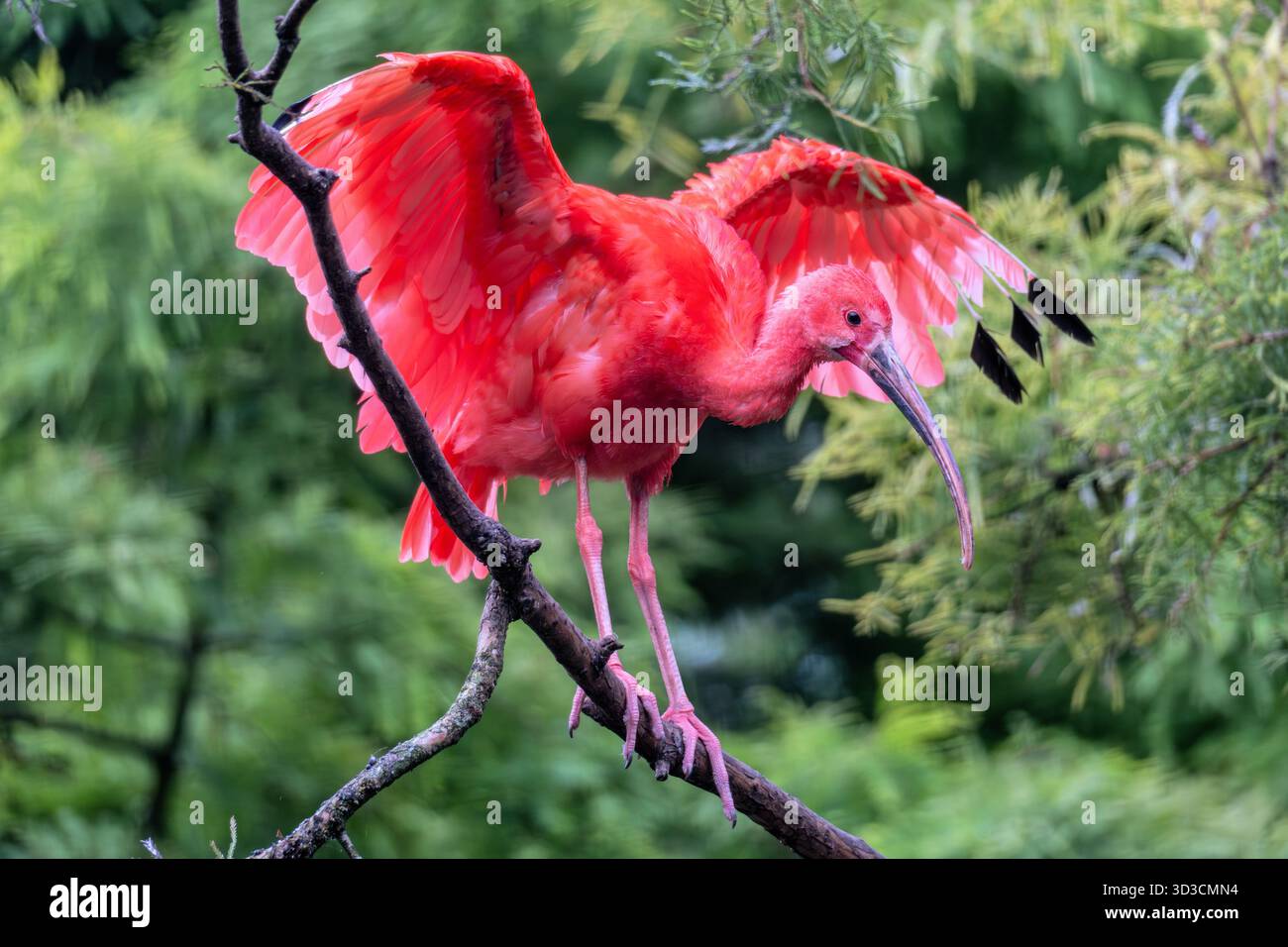 Scarlet ibis or red ibis eudocimus ruber hi-res stock photography