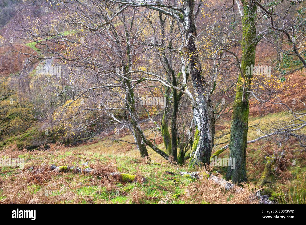 Temperate rainforest woodland scenes in the valley of Borrowdale in the English Lake District in autumn Stock Photo