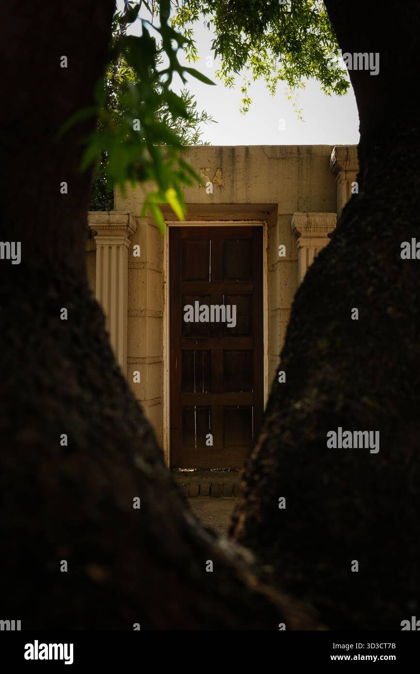 Old Wooden Door Framed by Tree Trunks Stock Photo