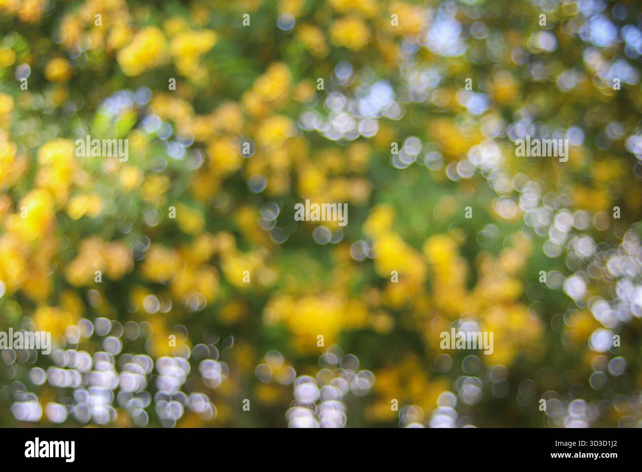 Soft golden bokeh lights create hi-res stock photography and images - Alamy