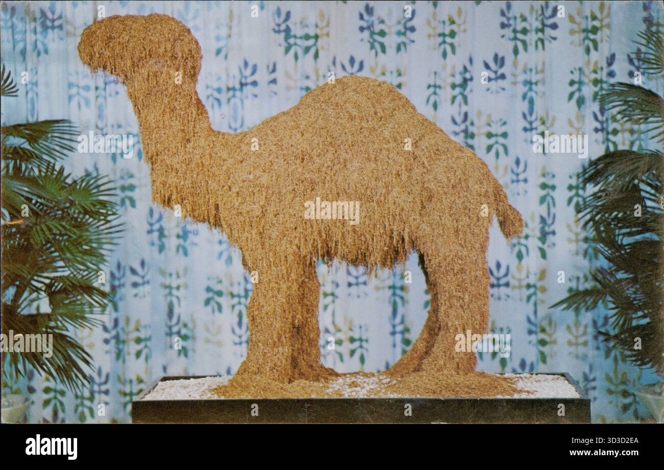 where is camel cigarettes made Postcard depicting 